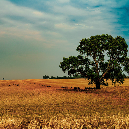 Australian drought